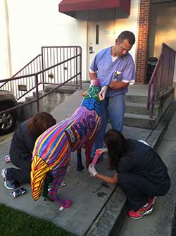 Dr. Greg Slappey and Carrollton Orthopedics add fiberglass casts to the legs of the repaired wolf. 